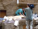 Speciální vyetení lvice v ostravské zoologické zahrad.