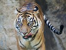 Samice Surami ve venkovnm vbhu prask zoo