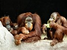 Orangutaní rodinka: zleva samice Mawar a  mlád Diri, samec Padang a puberák...