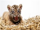 Mlád tygra sumaterského