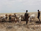 Pastevci vedou dobytek k vodě rozlité u vrtu. (Keňa, září 2013)
