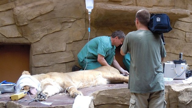 Speci�ln� vy�et�en� lvice v ostravsk� zoologick� zahrad�