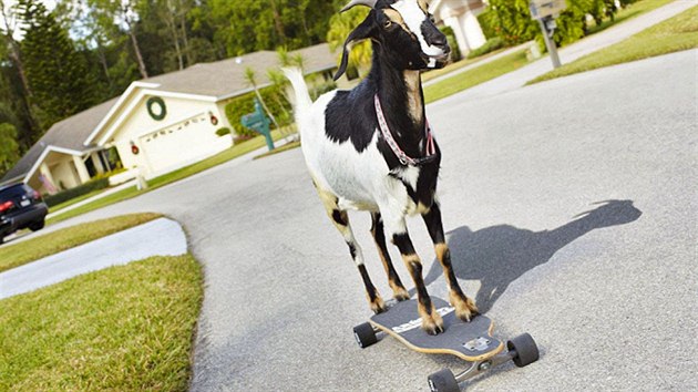 Z pohodov kozy Happie se pr od t doby, co jezd na skateboardu, stala pkn primadona. Napomohl tomu i zpis do Guinnessovy knihy rekord 2014. Natst to vypad, e Happie je v pohod pod a jzdu si uv. 