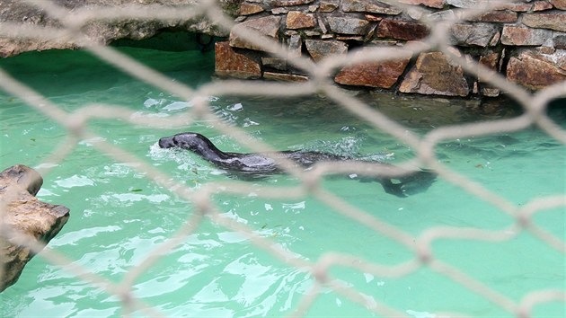 ada lid v jihlavsk zoo neodolala lakovn s hravmi tuleni v baznku a mvala na n rukama nad hladinou. Tuleni vak lidskm hrm nerozum a pokousali nkolik nvtvnk. Zoo proto nainstalovala ke hrazen ochrann st.