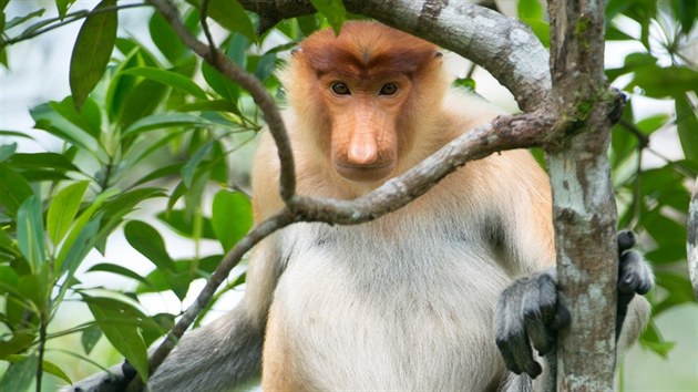 Kahau nosat (Nasalis larvatus) ije vhradn v jihovchodn Asii na ostrov Kalimantan. Je to primt z eledi kokodanovit s ervenmi genitliemi, velkm nosem a vyklenutm bichem.