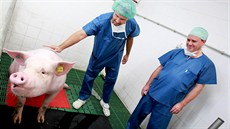 Transplantace srde�ní chlopn� z geneticky modifikovaného prasete na prase.