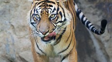 Samice Surami ve venkovním výbhu praské zoo