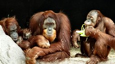 Orangutaní rodinka: zleva samice Mawar a  mládě Diri, samec Padang a puberťák...