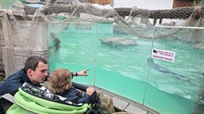 Zoo Jihlava původně chovala trojici tuleňů. Zbyl jediný samec a i ten bude – kvůli problémům s krmením – v druhé polovině února odvezen do Itálie.