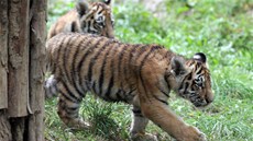 Koata tygra ussurijského se ve zlínské zoo narodila na konci kvtna.