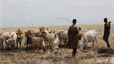 Pastevci vedou dobytek k vod rozlité u vrtu. (Kea, záí 2013)