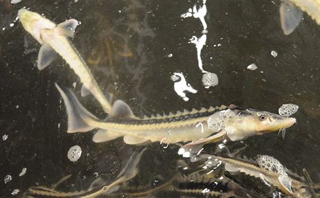 Jihoeská univerzita se vnuje chovu jeseterovitých ryb.