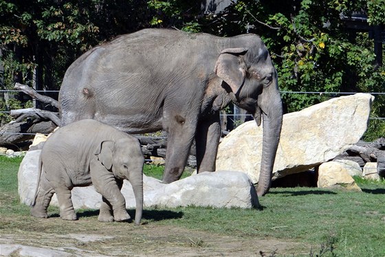 Sloni v zoo