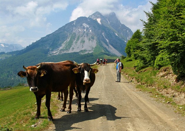 Náhorní plošina pohoří Komovi slouží jako pastviny pro krávy, ovce a koně.