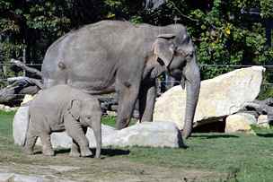 Sloni v zoo