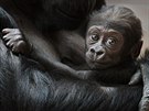 Nuru je zatím posledním pírstkem v praské skupin goril.