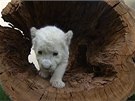 V australské zoologické zahrad v Hobartu se narodila dv bílá lvíata.