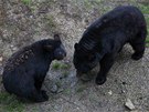 Do olomoucké zoologické zahrady na Svatém Kopeku dorazila nová samice medvda...