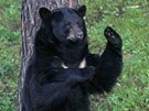 Do olomoucké zoologické zahrady na Svatém Kopeku dorazila nová samice medvda...