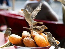 OKÍDLENÍ ZLODJI. Malí ptáci se pokouí ukrást peivo pímo ze stol na...
