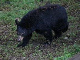 Do olomoucké zoologické zahrady na Svatém Kopeku dorazila nová samice medvda...