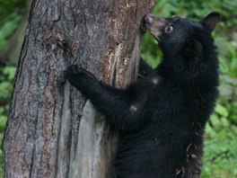 Do olomoucké zoologické zahrady na Svatém Kopeku dorazila nová samice medvda...