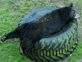 Do olomoucké zoologické zahrady na Svatém Kopeku dorazila nová samice medvda...