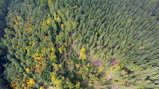 Správa Národního parku Šumava provádí v těchto dnech letecké monitorování a vyhledávání ložisek kůrovce. Na snímku jsou lesy nedaleko Borových Lad.