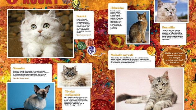 Ukázka dvoustrany  z aktuálního alba MF DNES Mazlíčci, věnované nejkrásnějším plemenům koček