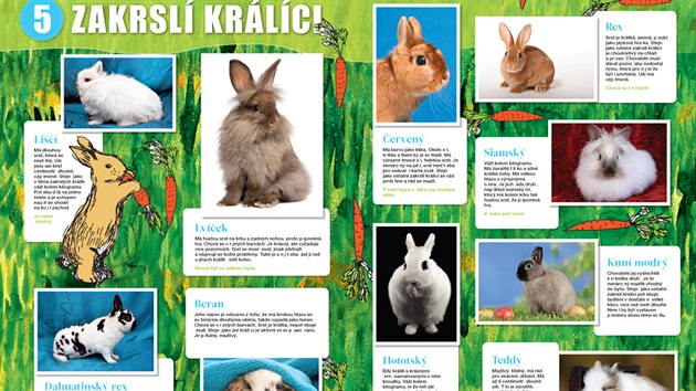 Ukázka dvoustrany z aktuálního alba MF DNES Mazlíčci, věnované nejkrásnějším zakrslým králíkům
