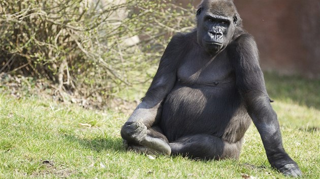 Shinda je ze v�ech pra�sk�ch samic nejmohutn�j�� a m� pom�rn� tvrd� rysy v obli�eji.