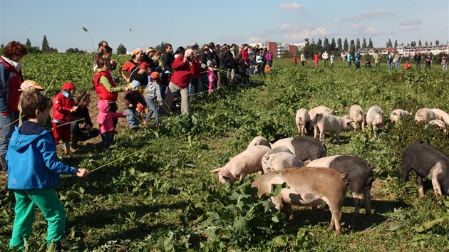 Neobvykl rekord vznikl v sobotu dopoledne na biofarm v Jihlav-Sasov. lo o voln pasen co nejvtho stda vep za pomoci co nejvtho potu pask z ad veejnosti.