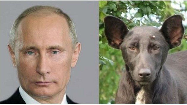 Oban Ukrajiny nael v centru Kyjeva psa, jeho pronikavý pohled nápadn