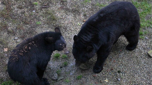Do olomouck zoologick zahrady na Svatm Kopeku dorazila nov samice medvda baribala jmnem Tracy. Na snmku prvn setkn se samcem Minem.