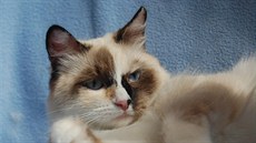 Nvské makarády poznáte podle výrazných modrých oí. 