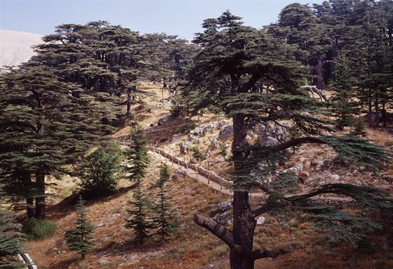 Cedry nedaleko posvátného údolí Kadía v Libanonu