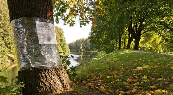 Povodí Labe plánuje pokácet letité stromy na hrázi Orlice v Hradci Králové.