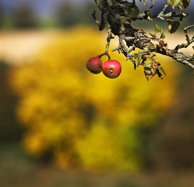 Pravý podzim. Barvy, zrající ovoce a promnlivé poasí.