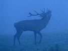 Setkání s troubícím jelenem v ranní mlze.