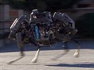Robot WildCat v rychlém bhu