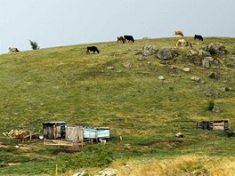 Cows graze on a hill on the outskirts of Aninoasa, 330 km (202 miles) west of...