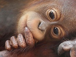 ODPOINEK. Malý orangutan odpoívá vedle své matky v zoo v Singapuru. Zoo se...