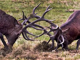 Fotograf Michal Rika po dva msíce íhal v jihoeských oborách na jeleny....