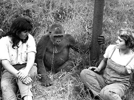 Titan se narodil ve volné pírod (1962 nebo 1963) v Kamerunu, v praské zoo