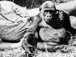 Golda (*1972, v pírod, Kamerun) ila v Zoo Praha od 2. 11. 1973 do 5. 9....