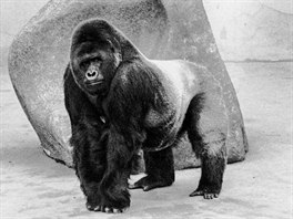 Jimmy (*1972, v pírod, Kamerun) il v Zoo Praha od 26. 6. 1975 do 21. 3....