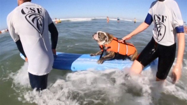 Surfujc psi na pli v Kalifornii
