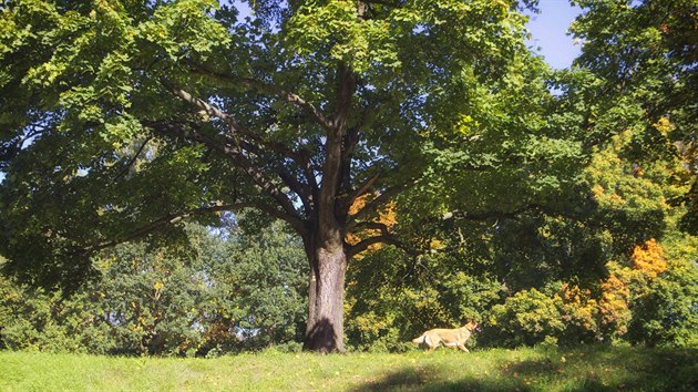 Povod Labe plnuje pokcet letit stromy na hrzi Orlice v Hradci Krlov.