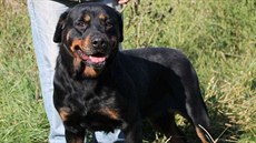 Fena rotvajlera Medi se narodila v b�eznu 2008. V kohoutku m��í asi 54 cm....