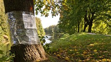 Povodí Labe plánuje pokácet letité stromy na hrázi Orlice v Hradci Králové.